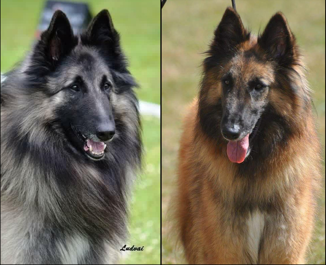 Elevage de Bergers Belges Tervueren La Colline des Vagabonds
